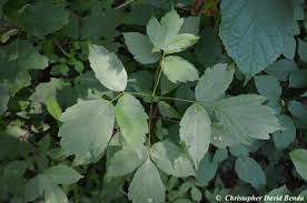 Attēlu rezultāti vaicājumam “Acer negundo leaf”