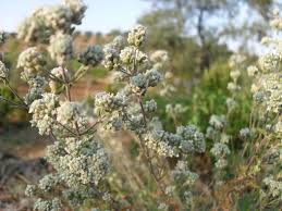 Attēlu rezultāti vaicājumam “Origanum majorana flower”