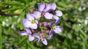 Attēlu rezultāti vaicājumam “Cakile maritima subsp. baltica leaf”