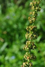 Attēlu rezultāti vaicājumam “Rumex obtusifolius”