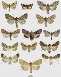 Attēlu rezultāti vaicājumam “Noctuidae”