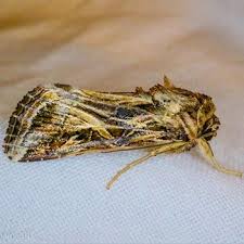 Attēlu rezultāti vaicājumam “Comatricha pulchella”