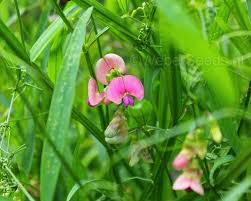 Attēlu rezultāti vaicājumam “Lathyrus sylvestris leaf”