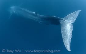 Image result for Balaenoptera musculus