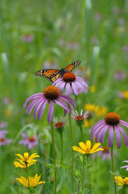 Image result for Echinacea purpurea