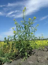 Attēlu rezultāti vaicājumam “Erysimum cheiranthoides flower”