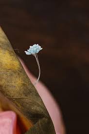 Attēlu rezultāti vaicājumam “Licea pusilla spores”