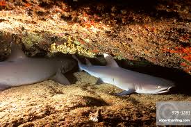 Image result for Triaenodon obesus