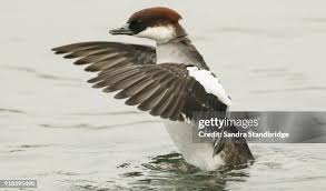 Attēlu rezultāti vaicājumam “Mergus albellus”