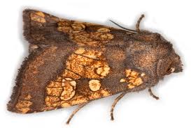 Attēlu rezultāti vaicājumam “Gortyna flavago”