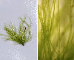 Attēlu rezultāti vaicājumam “Cladophora glomerata”