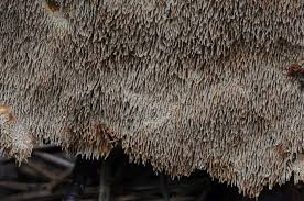 Attēlu rezultāti vaicājumam “Asterodon ferruginosus”