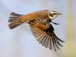 Image result for Turdus eunomus