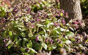 Attēlu rezultāti vaicājumam “Pulmonaria saccharata leaf”