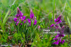 Attēlu rezultāti vaicājumam “Polygala vulgaris flower”