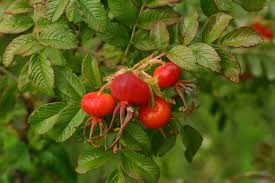 Attēlu rezultāti vaicājumam “Rosa subcanina fruit”