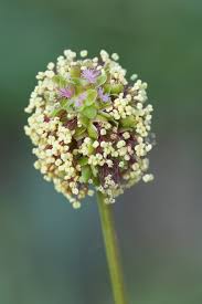 Attēlu rezultāti vaicājumam “Poterium sanguisorba flower”