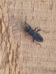 Attēlu rezultāti vaicājumam “Eremocoris plebejus”