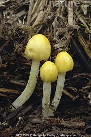 Attēlu rezultāti vaicājumam “Bolbitius vitellinus”