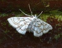 Attēlu rezultāti vaicājumam “Nymphula nitidulata”