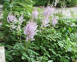 Attēlu rezultāti vaicājumam “Astilbe chinensis leaf”