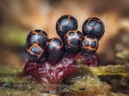 Attēlu rezultāti vaicājumam “Trichia botrytis stalked”