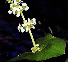 Attēlu rezultāti vaicājumam “Alismataceae”