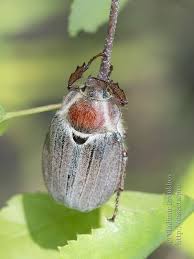 Attēlu rezultāti vaicājumam “Melolontha hippocastani”