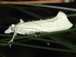 Attēlu rezultāti vaicājumam “Ypsolopha asperella”