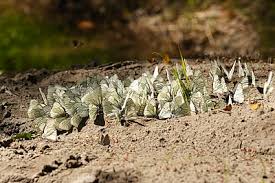 Attēlu rezultāti vaicājumam “Aporia crataegi upperside”