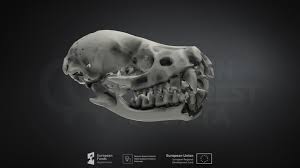 Attēlu rezultāti vaicājumam “Eptesicus nilssonii”