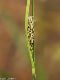Attēlu rezultāti vaicājumam “Carex hartmanii”