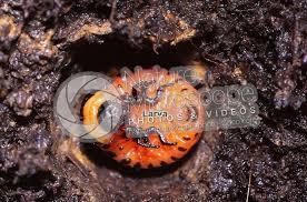 Attēlu rezultāti vaicājumam “Leptinotarsa decemlineata”