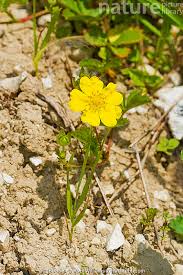 Attēlu rezultāti vaicājumam “Potentilla reptans flower”