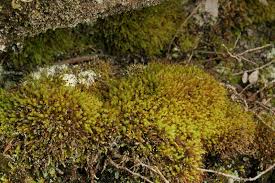 Attēlu rezultāti vaicājumam “Aulacomnium androgynum sporophyte”