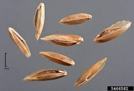 Attēlu rezultāti vaicājumam “Poa pratensis fruit”