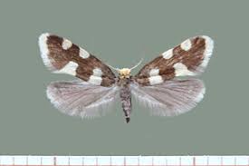 Attēlu rezultāti vaicājumam “Incurvariidae”