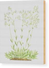 Attēlu rezultāti vaicājumam “Silene nutans flower”