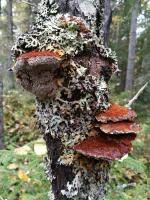 Attēlu rezultāti vaicājumam “Inonotus rheades”