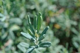 Attēlu rezultāti vaicājumam “Andromeda polifolia leaf”