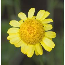 Image result for Färberkamille