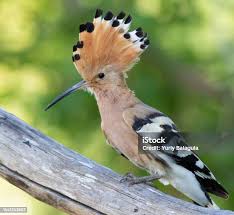 Attēlu rezultāti vaicājumam “Upupa epops”