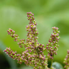 Attēlu rezultāti vaicājumam “Chenopodium bonus-henricus leaf”