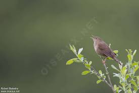 Image result for Locustella fluviatilis