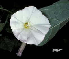 Attēlu rezultāti vaicājumam “Convolvulaceae”