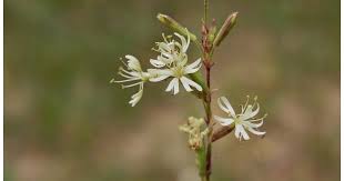 Attēlu rezultāti vaicājumam “Silene tatarica”