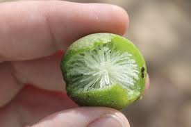 Attēlu rezultāti vaicājumam “gall”