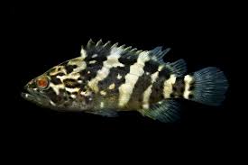 Image result for Epinephelus itajara
