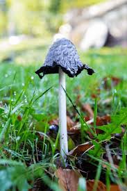 Attēlu rezultāti vaicājumam “Coprinus atramentarius”