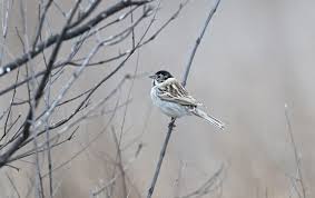 Image result for Emberiza pallasi